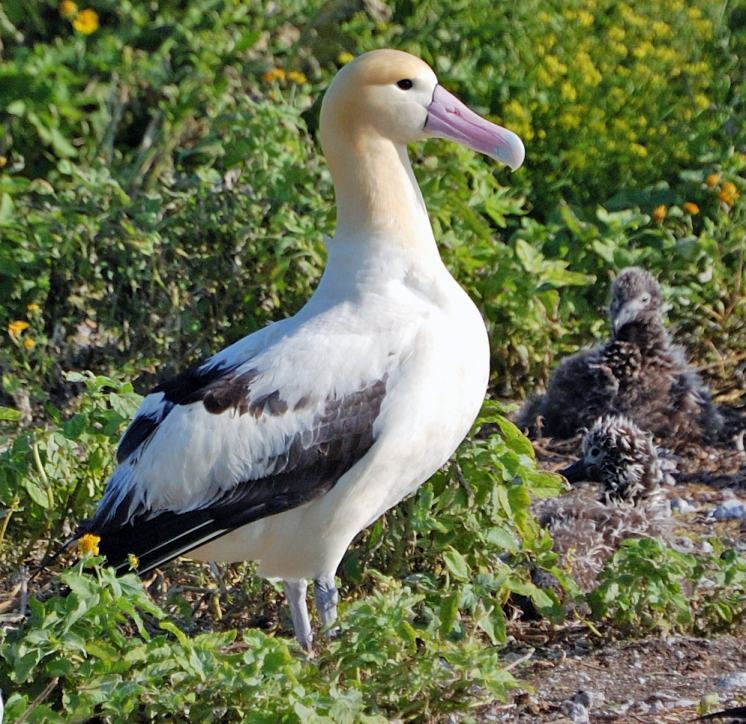 albatross bird